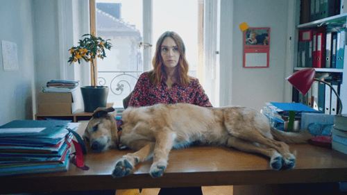 Kodi the Dog Wins Palm Dog 2024 for Outstanding Performance in 'The Dog's Trial'